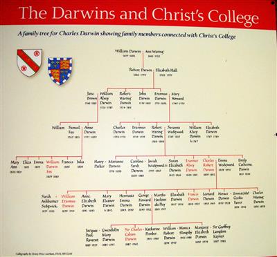 cc01382 Darwin family tree.jpg; cc01382; Darwin Family Tree; poster